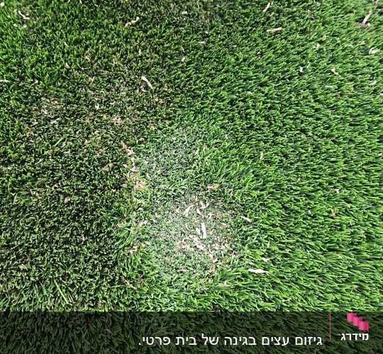 גזע עץ חתוך על דשא מלאכותי